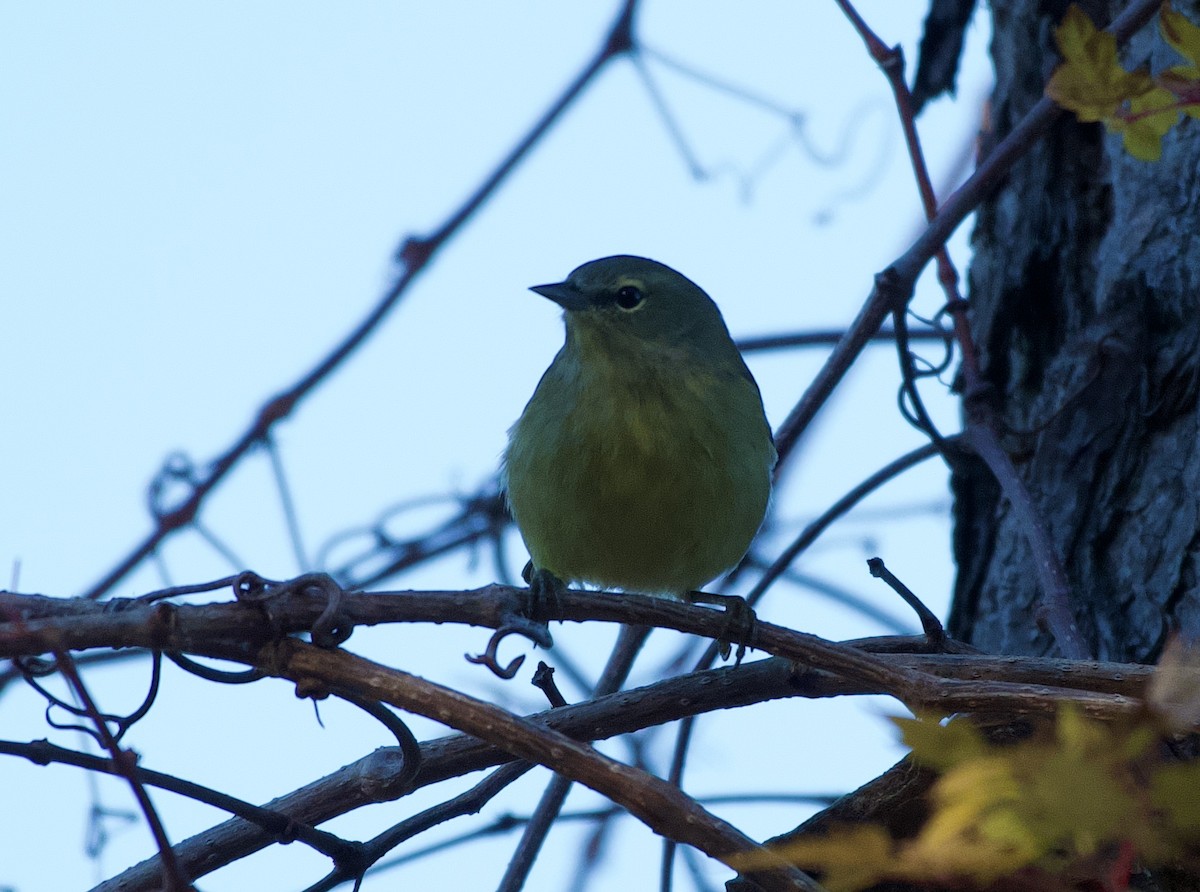 Orange-crowned Warbler - ML647255655