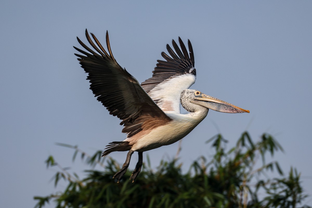 Hint Pelikanı - ML647255656