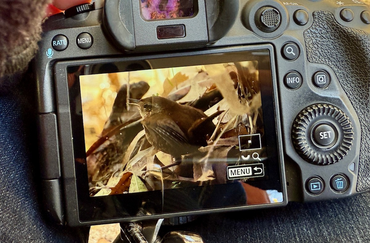Pacific/Winter Wren - ML647255659