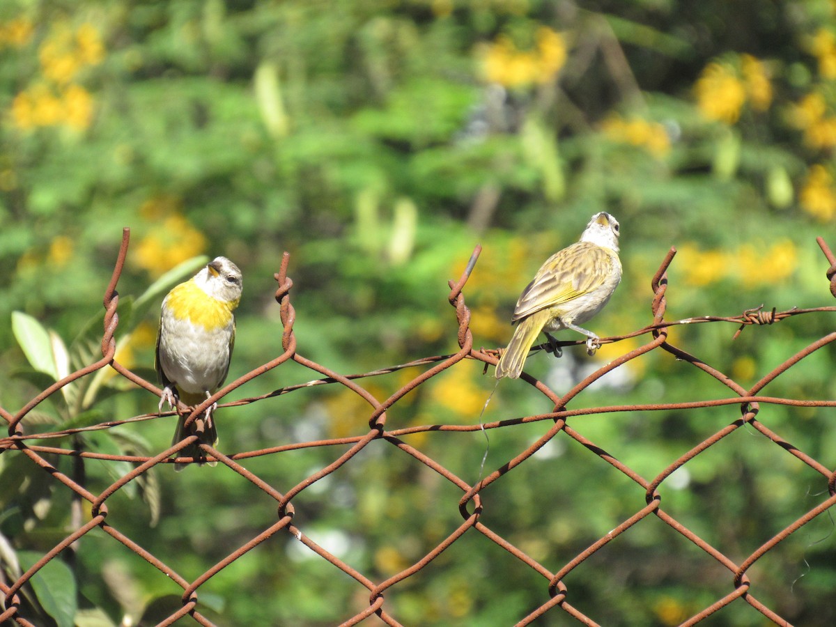 橙黃雀鵐 - ML647255667