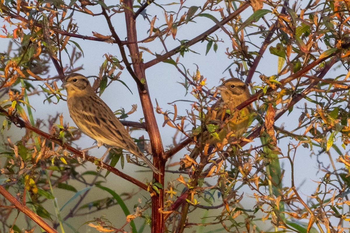 シマアオジ - ML647255674