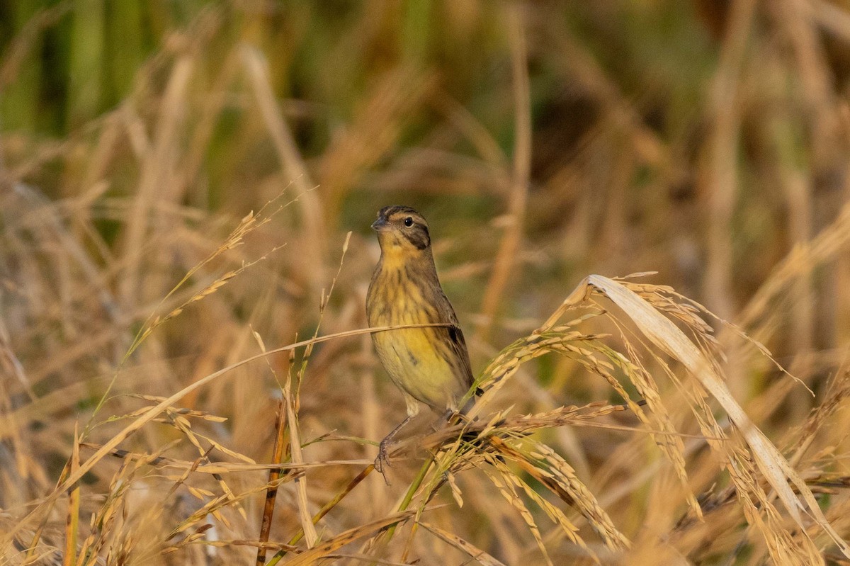 シマアオジ - ML647255675