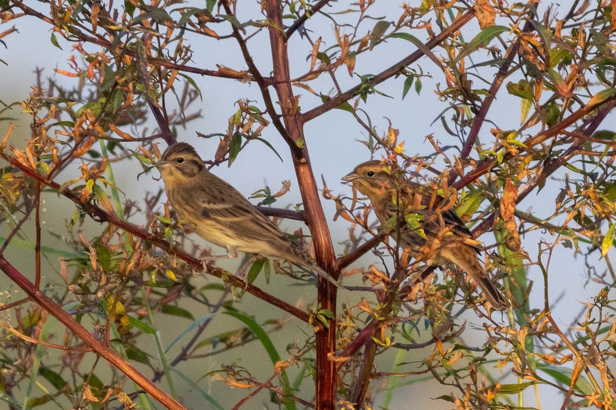 シマアオジ - ML647255676