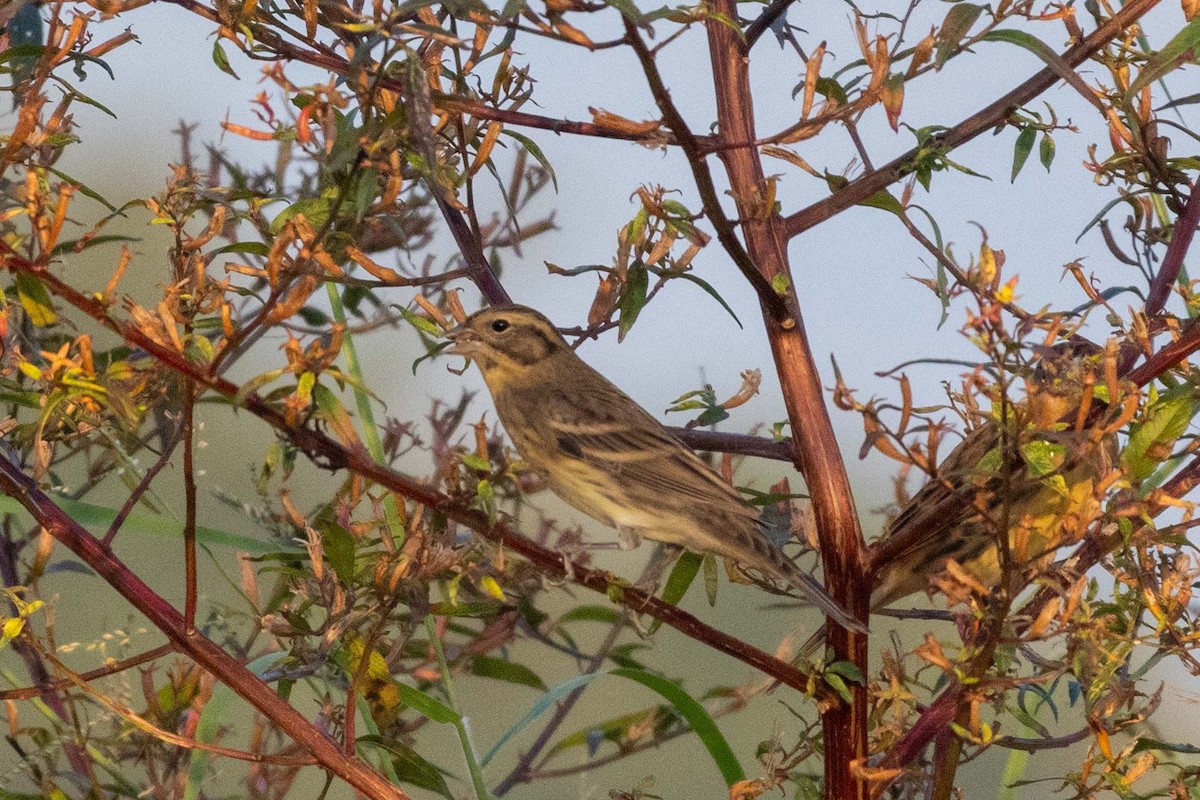 シマアオジ - ML647255677