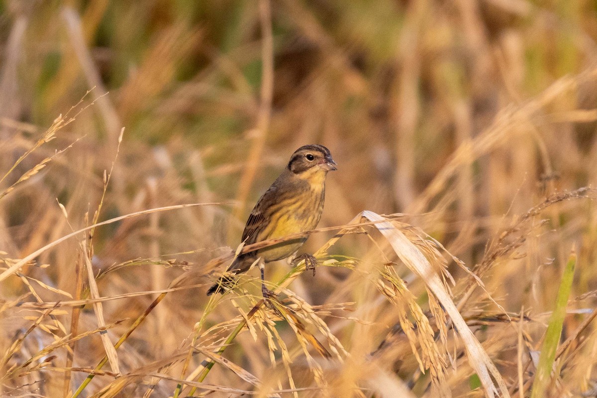 シマアオジ - ML647255678