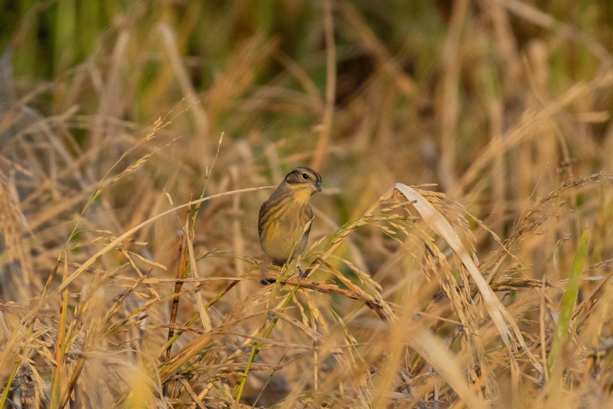 シマアオジ - ML647255679