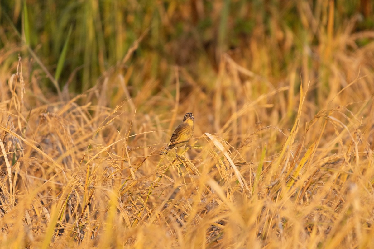 シマアオジ - ML647255680