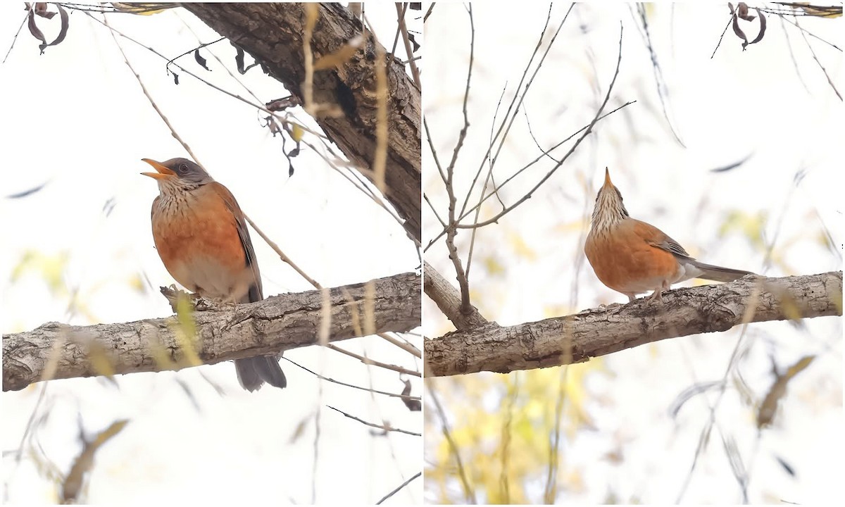 drozd rezavohřbetý - ML647255681