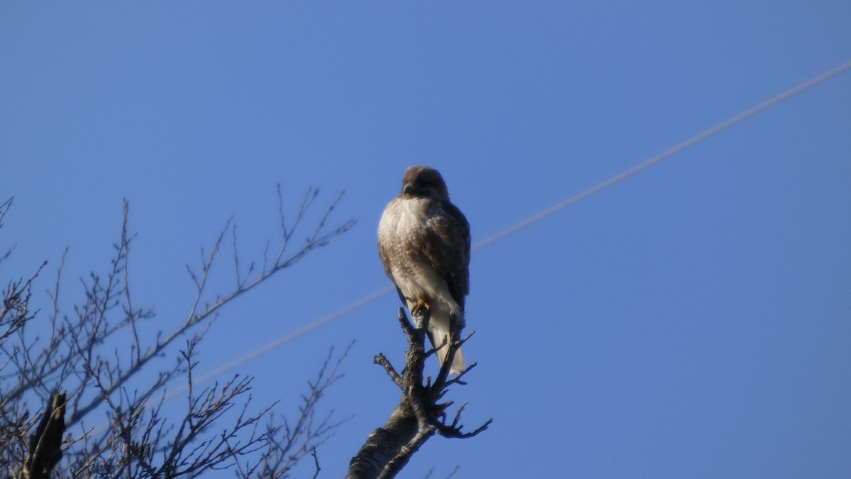Канюк східний - ML647255683