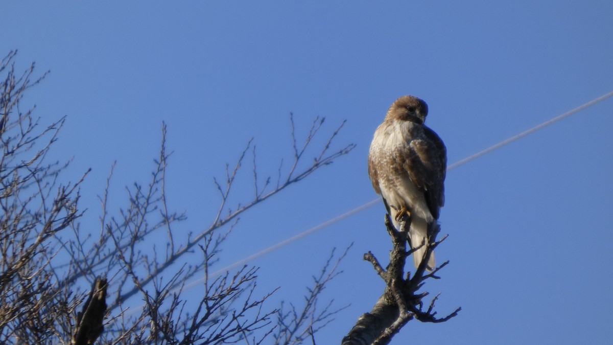 Канюк східний - ML647255684