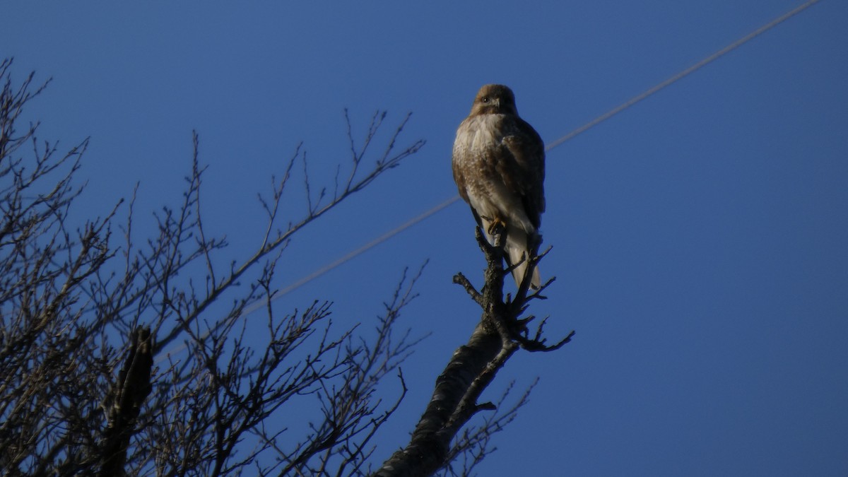 Канюк східний - ML647255685