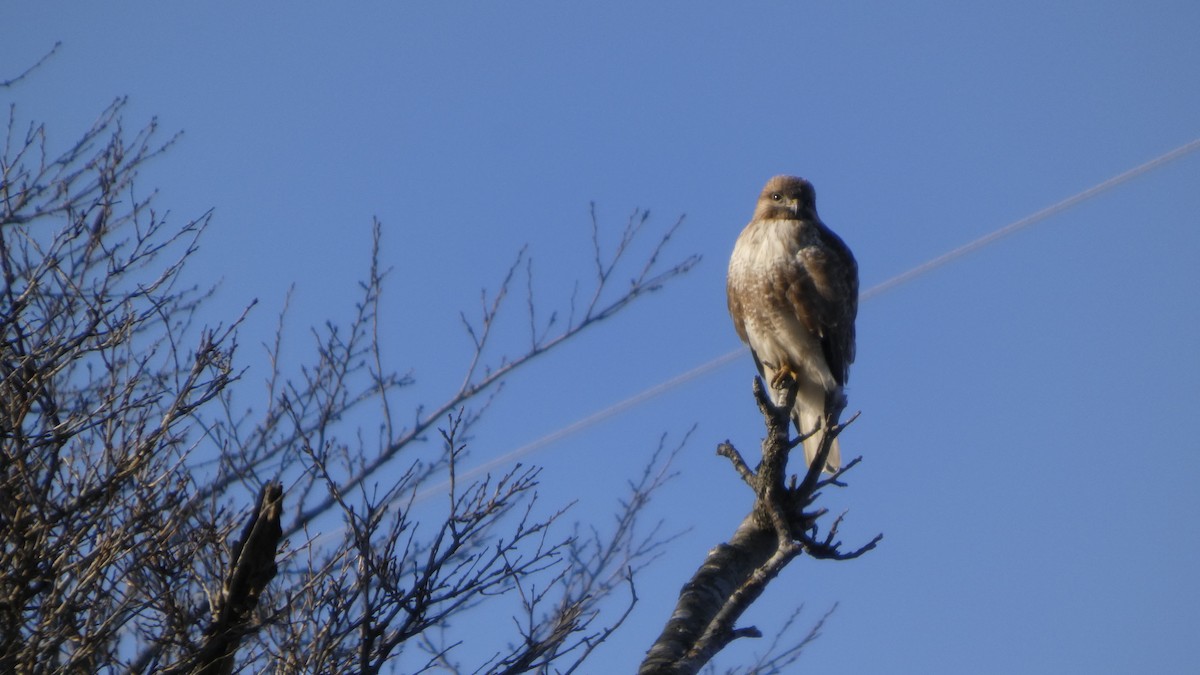 Канюк східний - ML647255687
