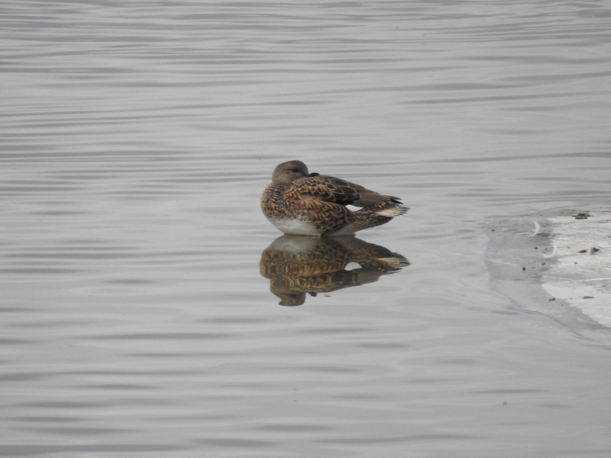 American Wigeon - ML647255693