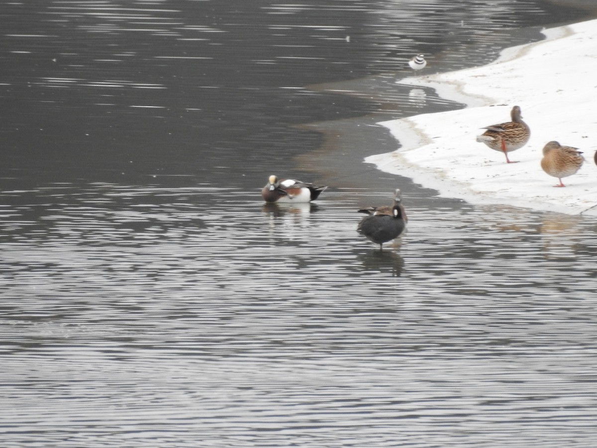 American Wigeon - ML647255694