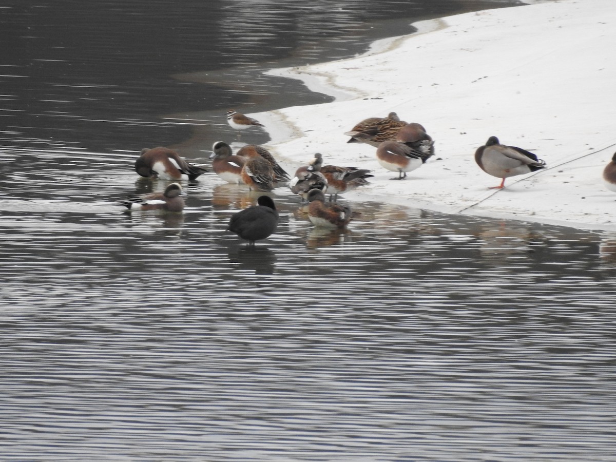 American Wigeon - ML647255695