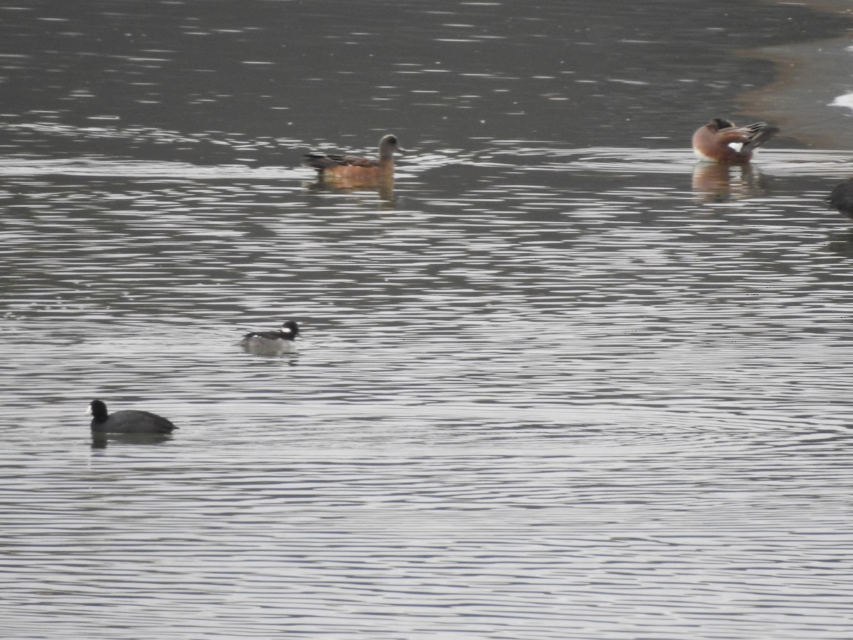 American Wigeon - ML647255698