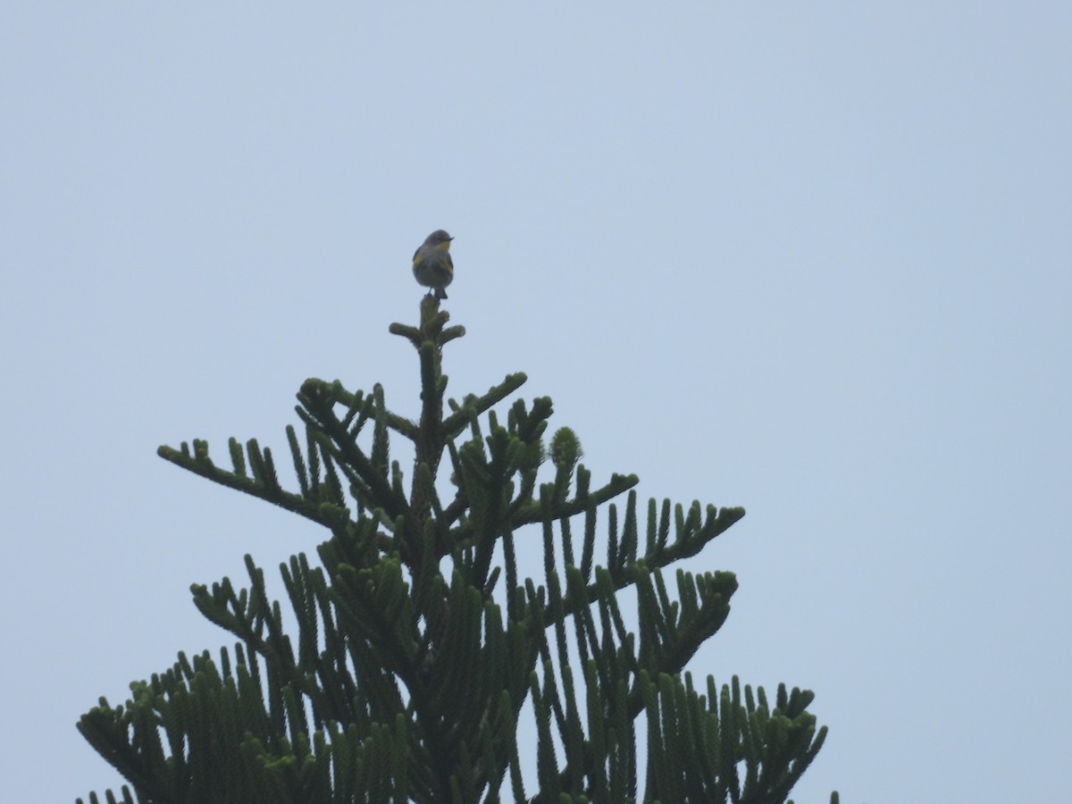 Yellow-rumped Warbler - ML647255700