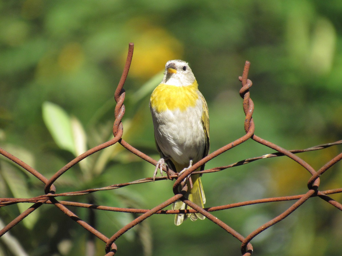 橙黃雀鵐 - ML647255701