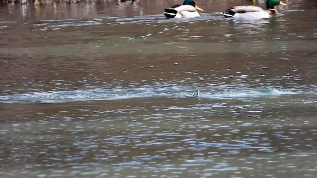 Redhead - ML647255703