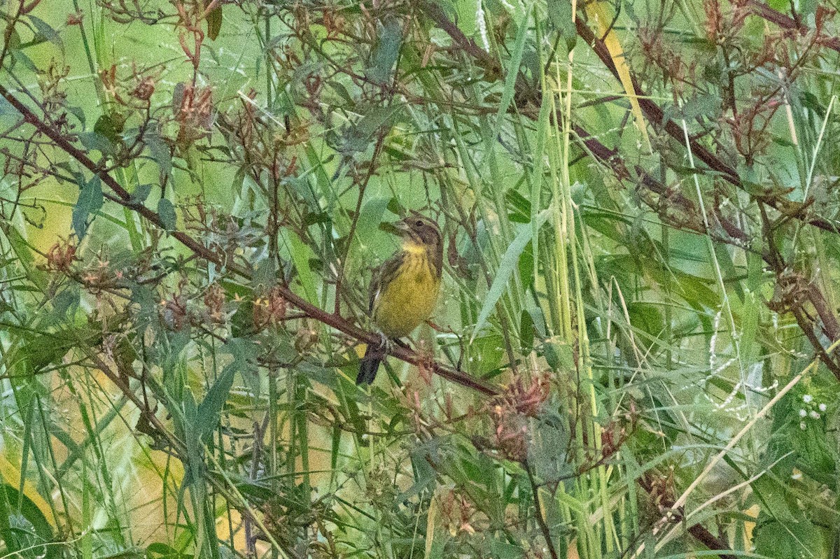 シマアオジ - ML647255704