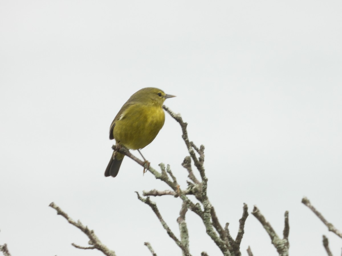 Orange-crowned Warbler - ML647255709