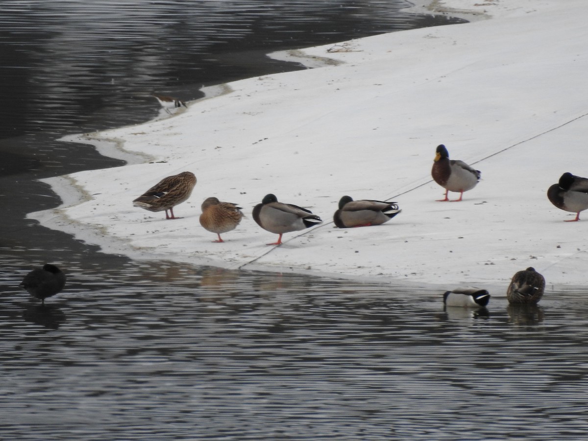 Mallard - ML647255716