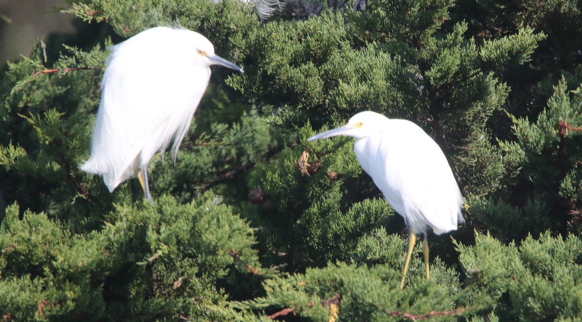 volavka bělostná - ML647255717