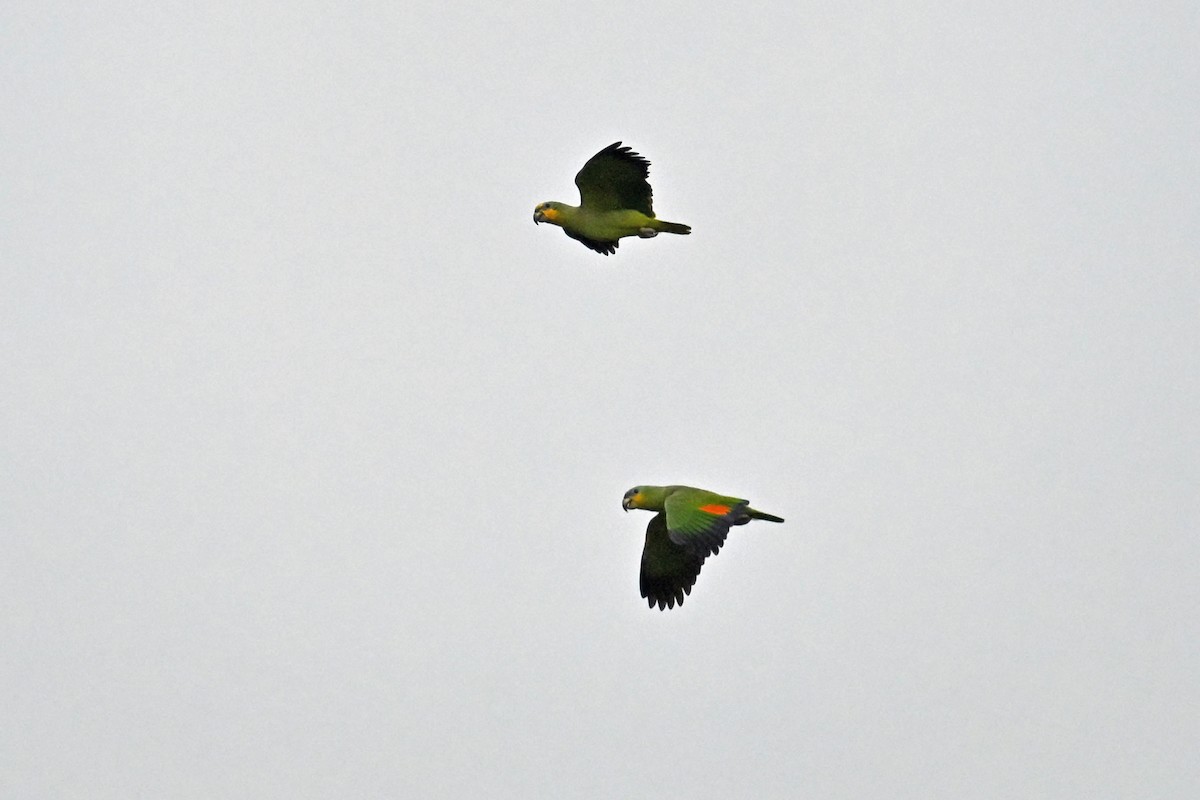 Orange-winged Amazon - ML647255718