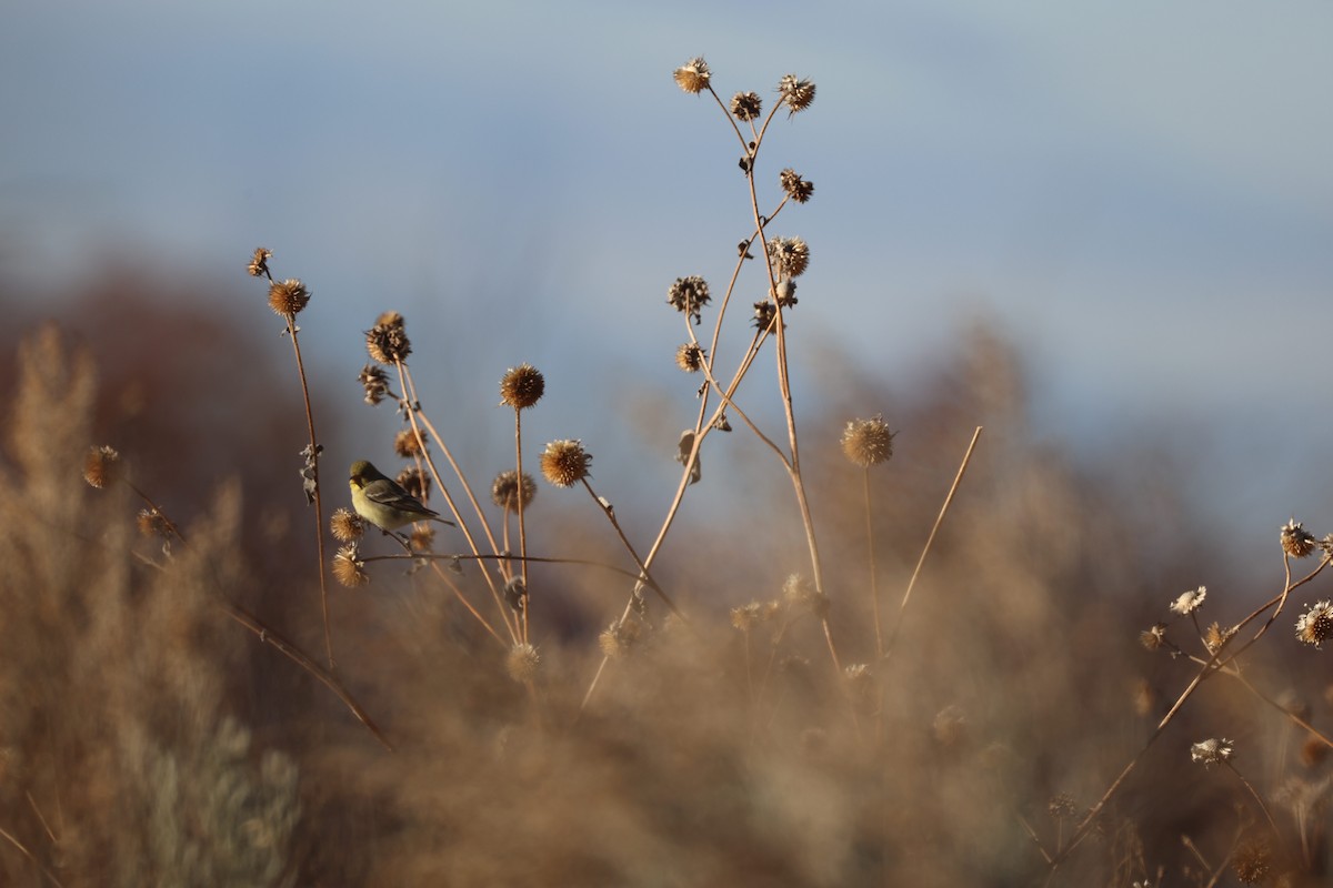 Lesser Goldfinch - ML647255733