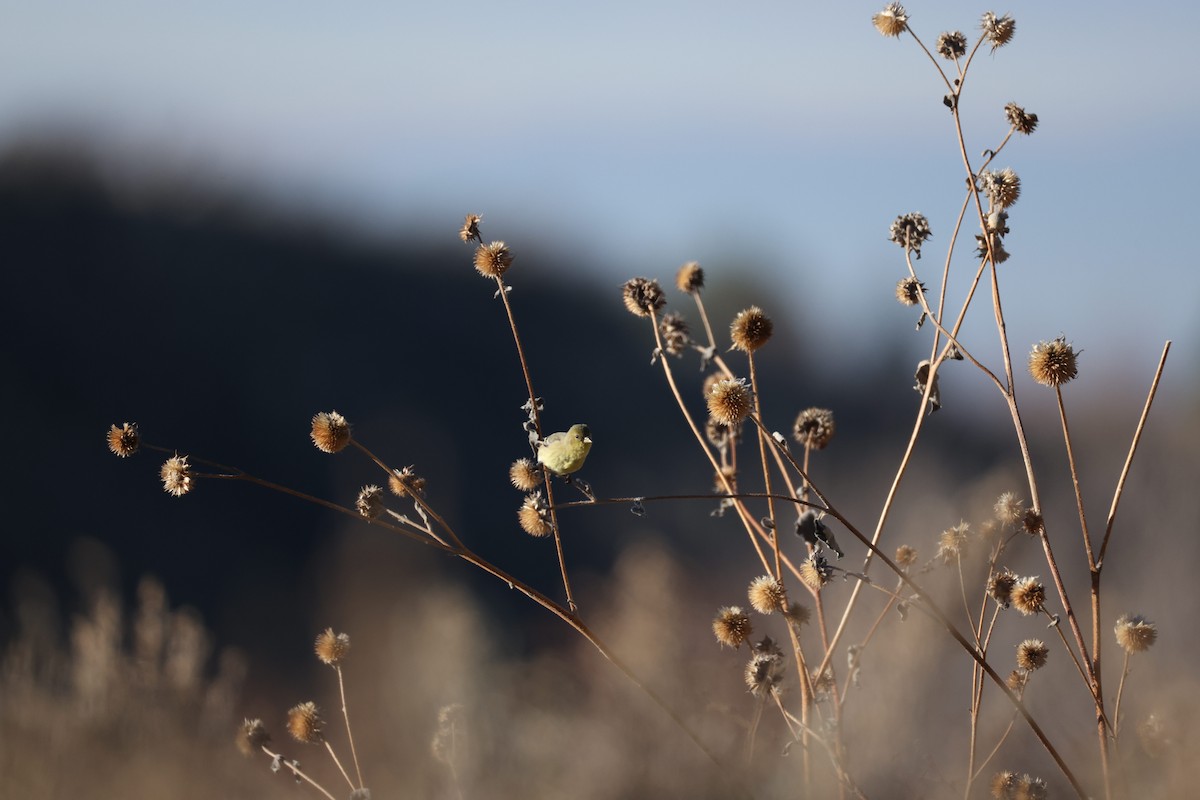 Lesser Goldfinch - ML647255734