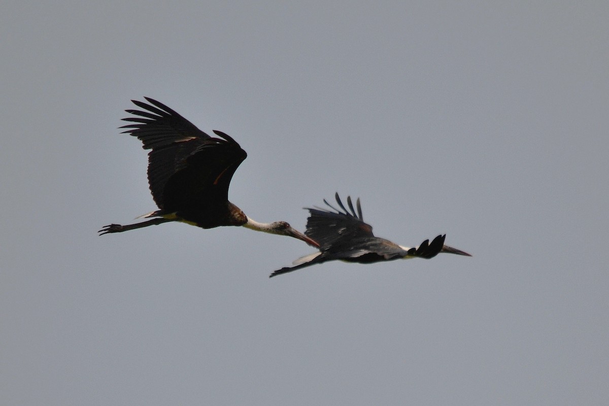 African Woolly-necked Stork - ML647255737