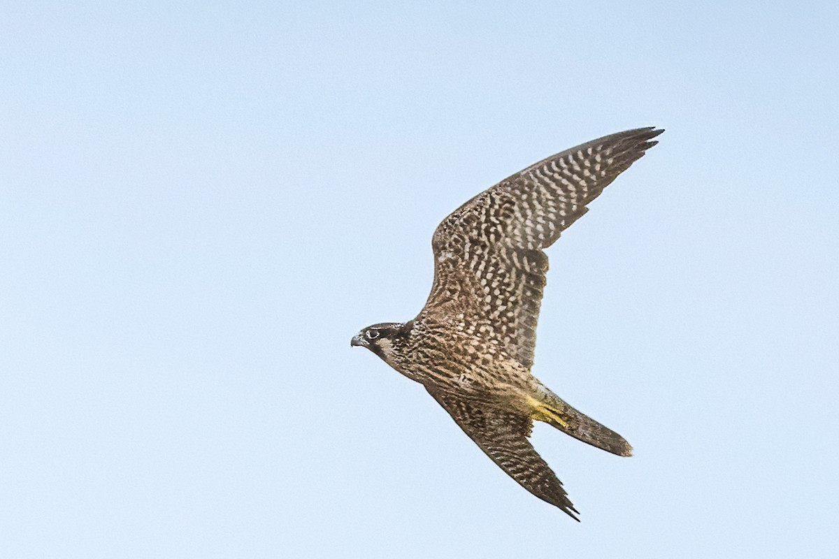 Peregrine Falcon - ML647255738