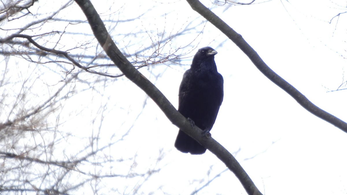 Ворона чорна - ML647255739