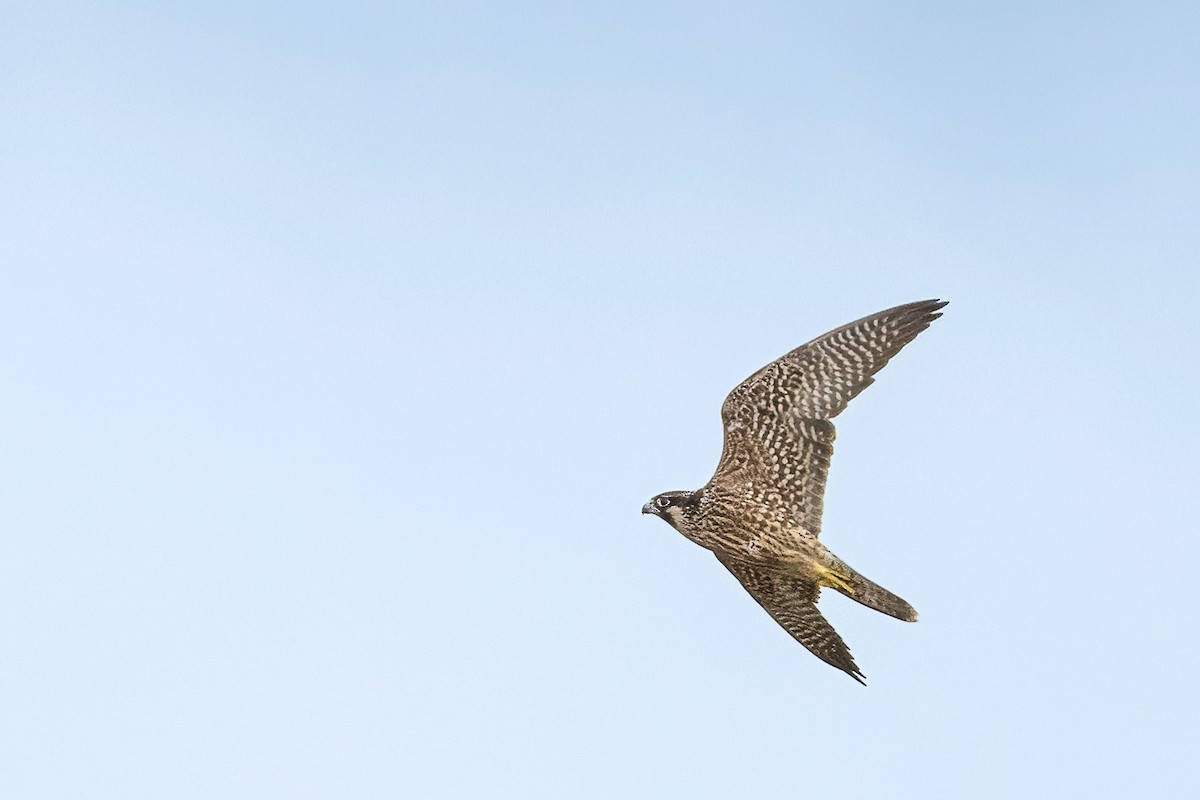 Peregrine Falcon - ML647255741