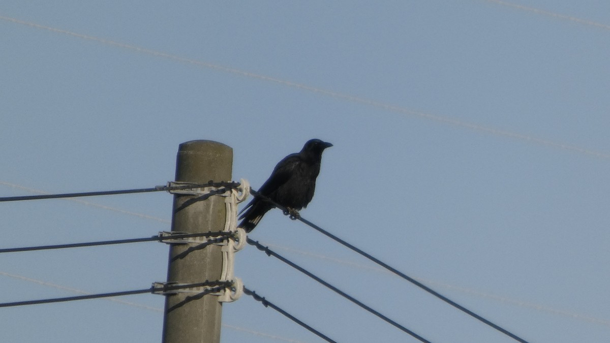 Ворона чорна - ML647255742