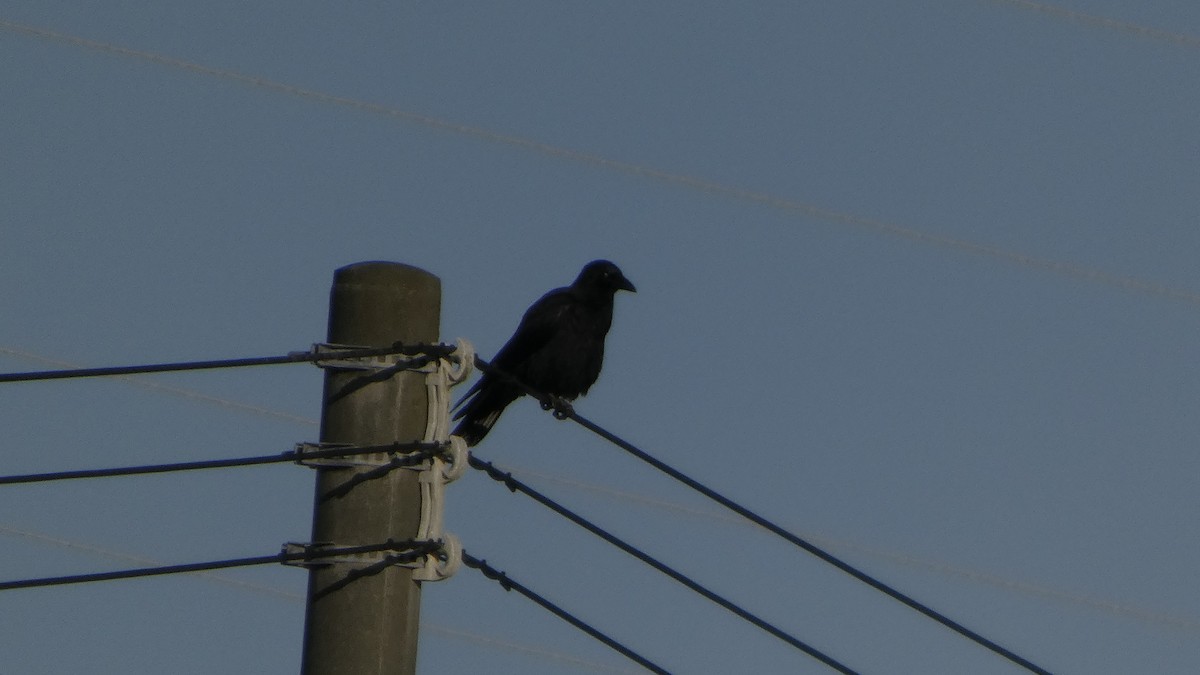 Ворона чорна - ML647255743