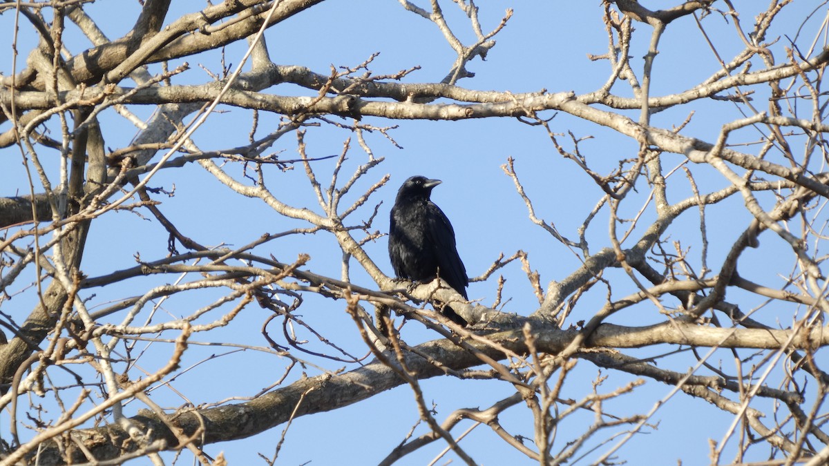 Ворона чорна - ML647255744