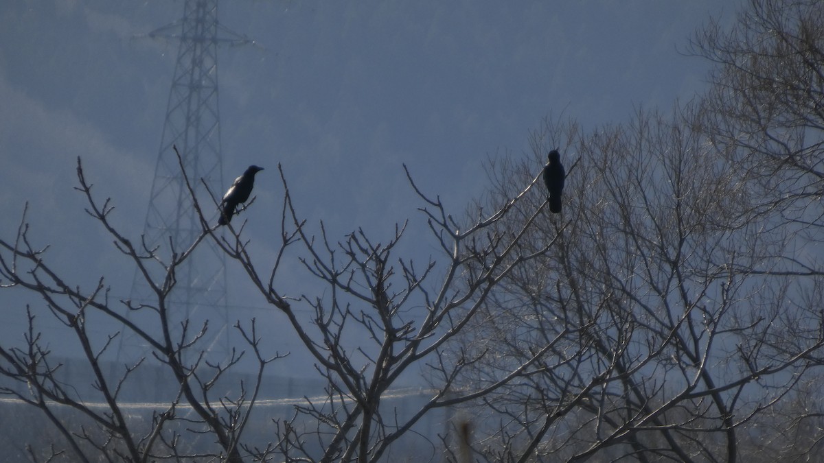 Ворона чорна - ML647255745