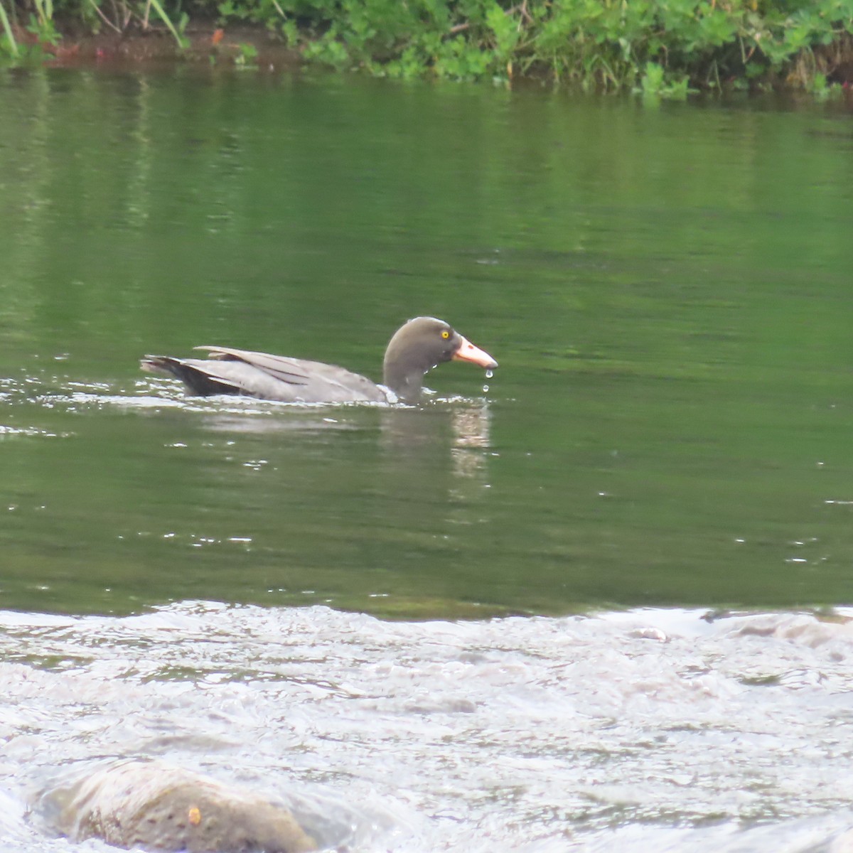 Saumschnabelente - ML647255746