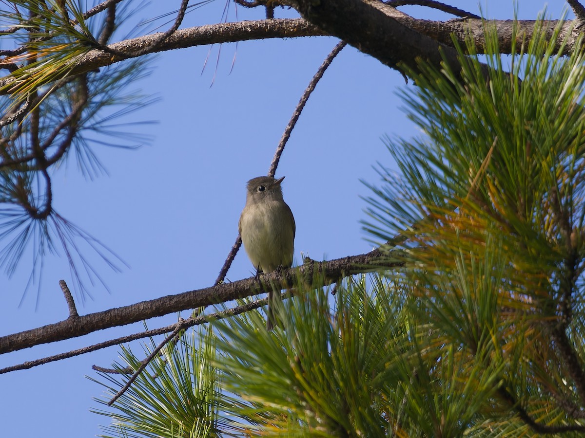 Піві великий - ML647255747