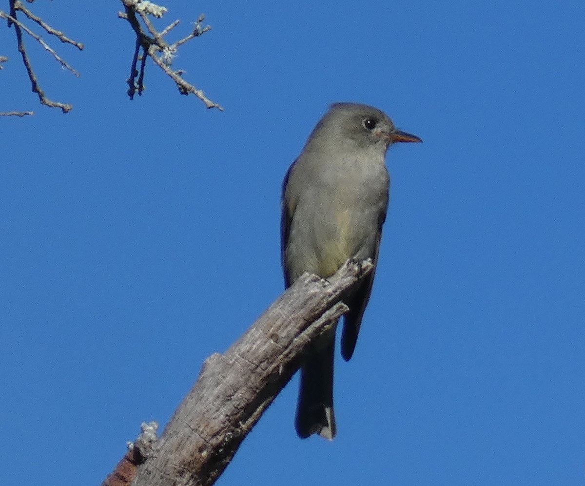 メキシコヒタキモドキ - ML647255759