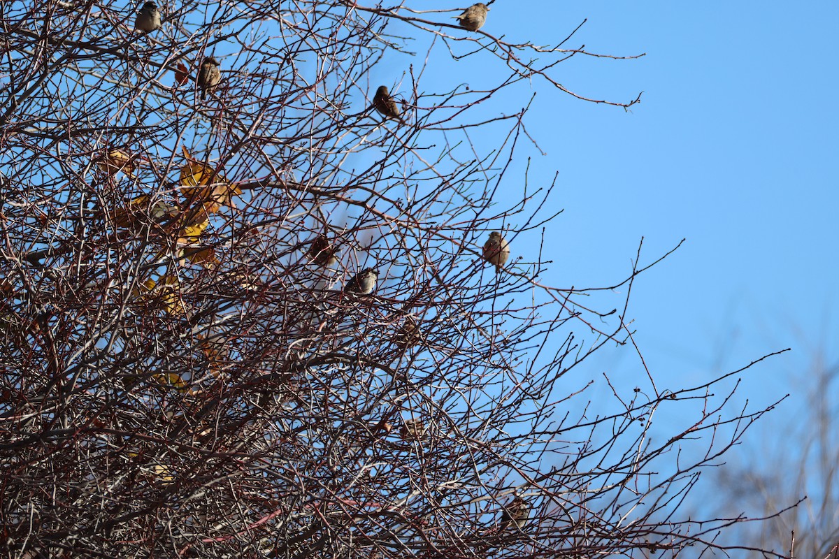 House Sparrow - ML647255760