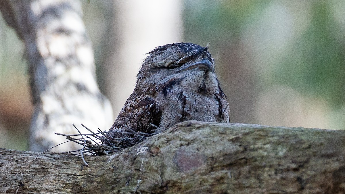 オーストラリアガマグチヨタカ - ML647255767