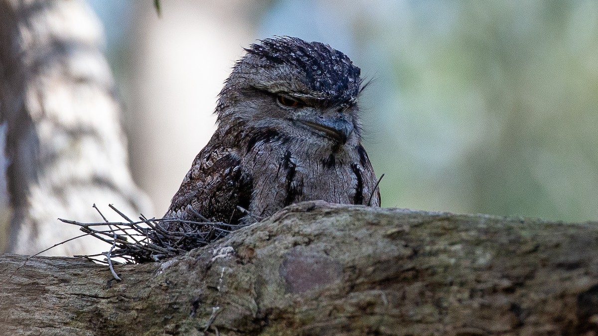 オーストラリアガマグチヨタカ - ML647255768