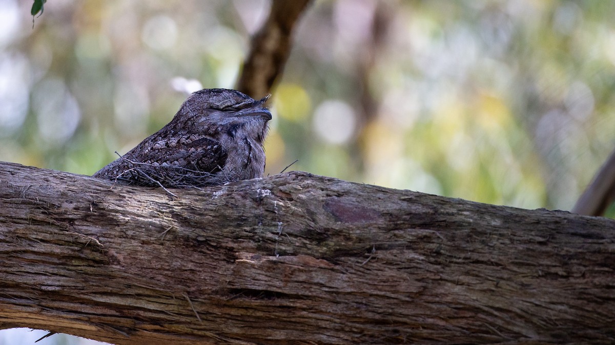 オーストラリアガマグチヨタカ - ML647255770