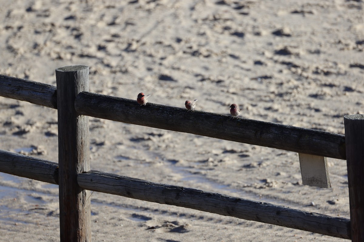 House Finch - ML647255781