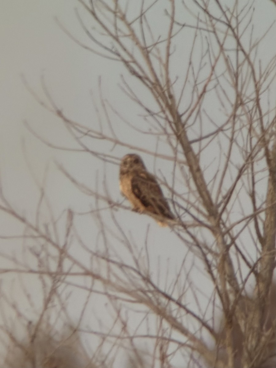 kalous pustovka (ssp. flammeus) - ML647255782