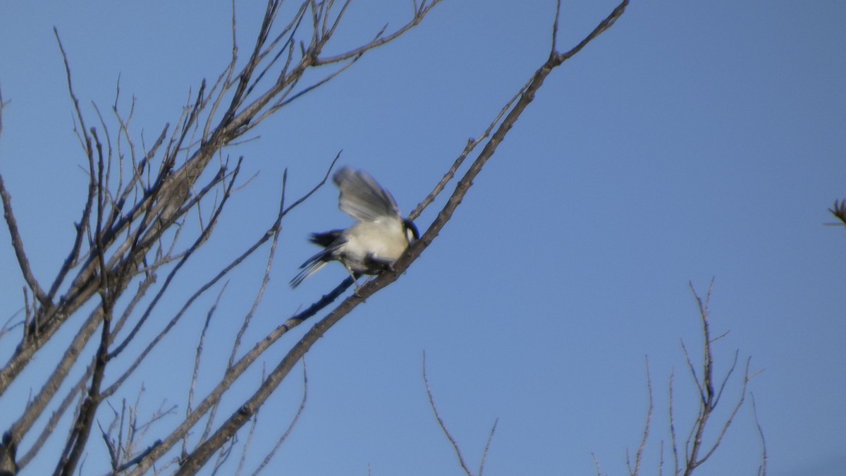 Asian Tit - ML647255784