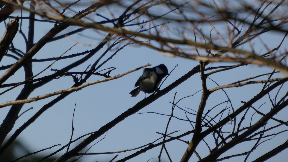 Asian Tit - ML647255785