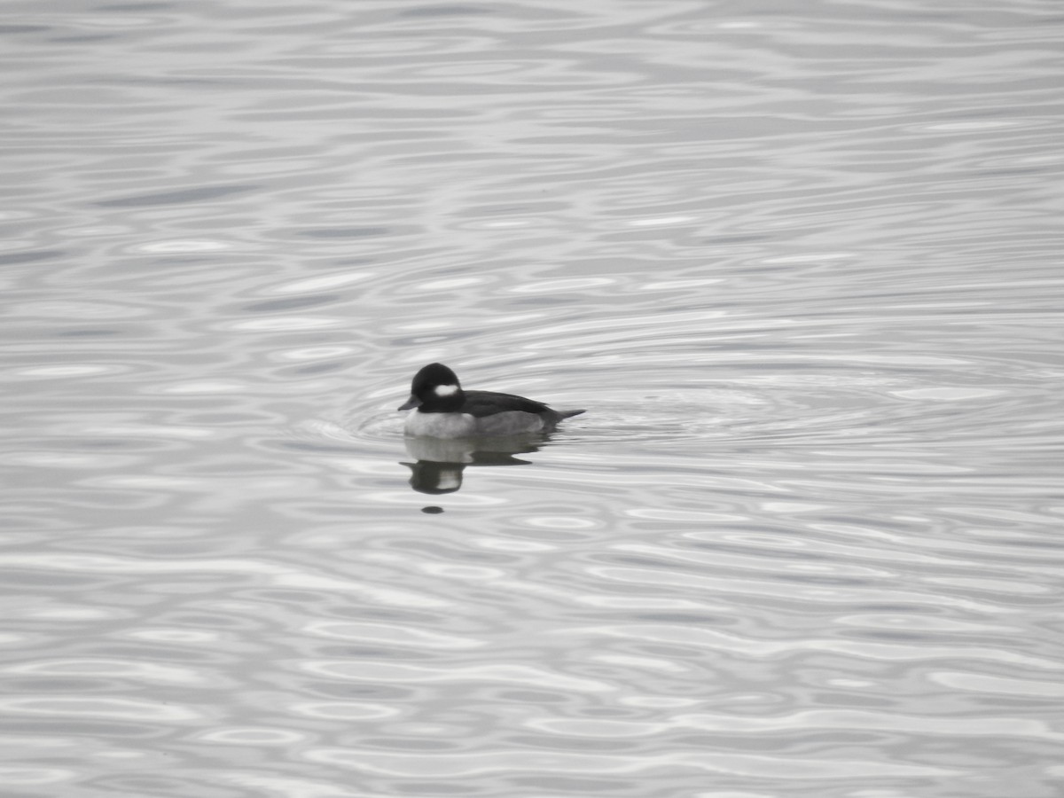 Bufflehead - ML647255789